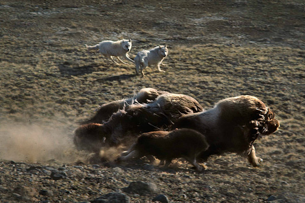 med_24-Jagd auf Moschusochsen.jpg (600 x 399)